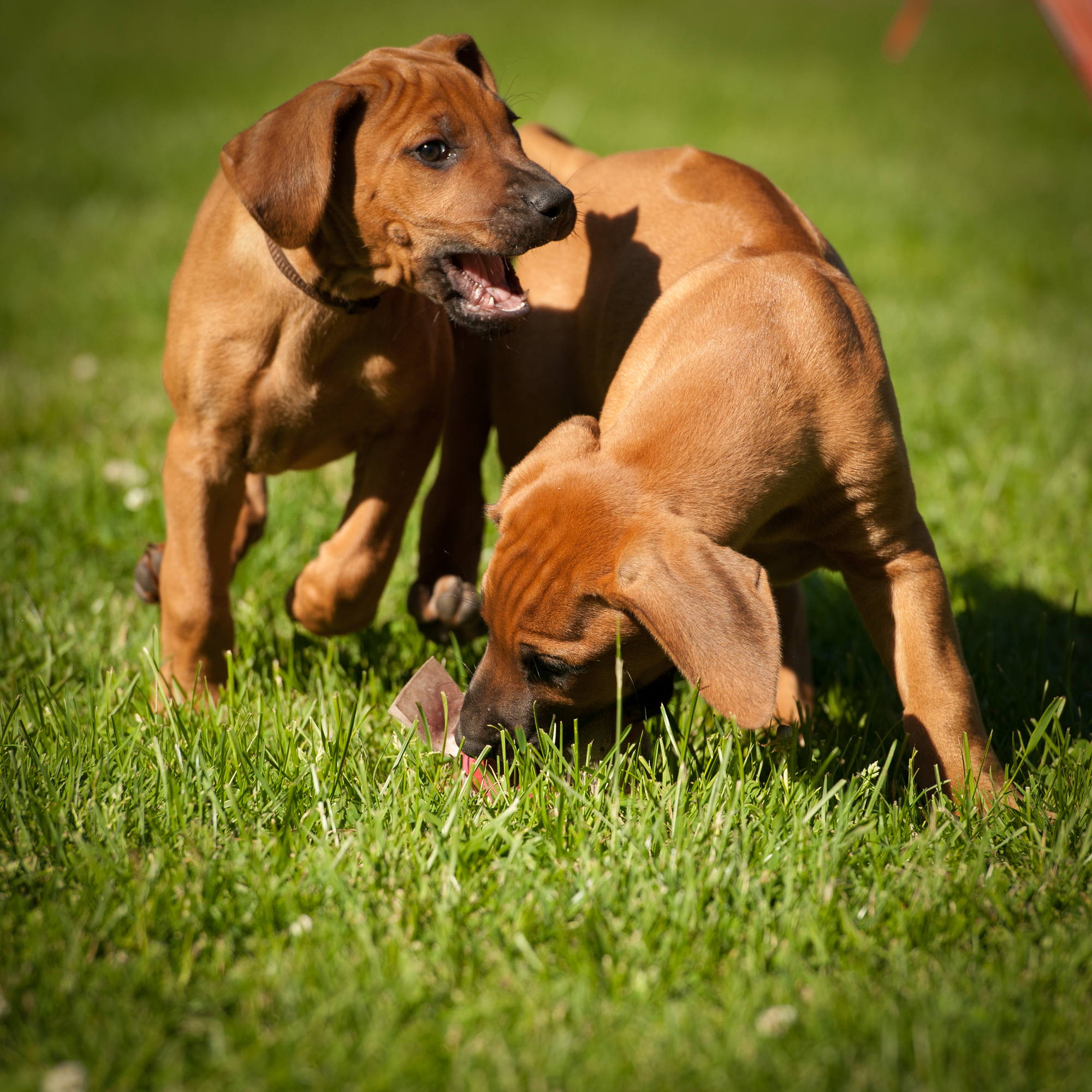 Mairangi Welpen by Frank Ebert J Wurf